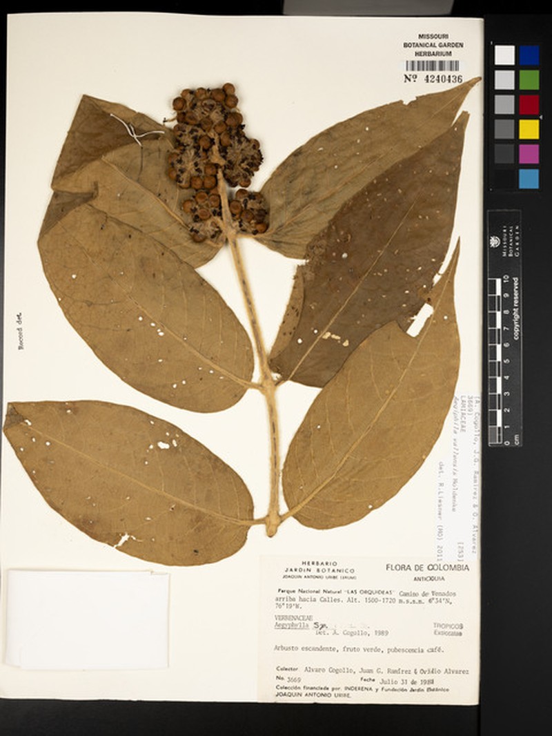 Aegiphila vallensis photo 6