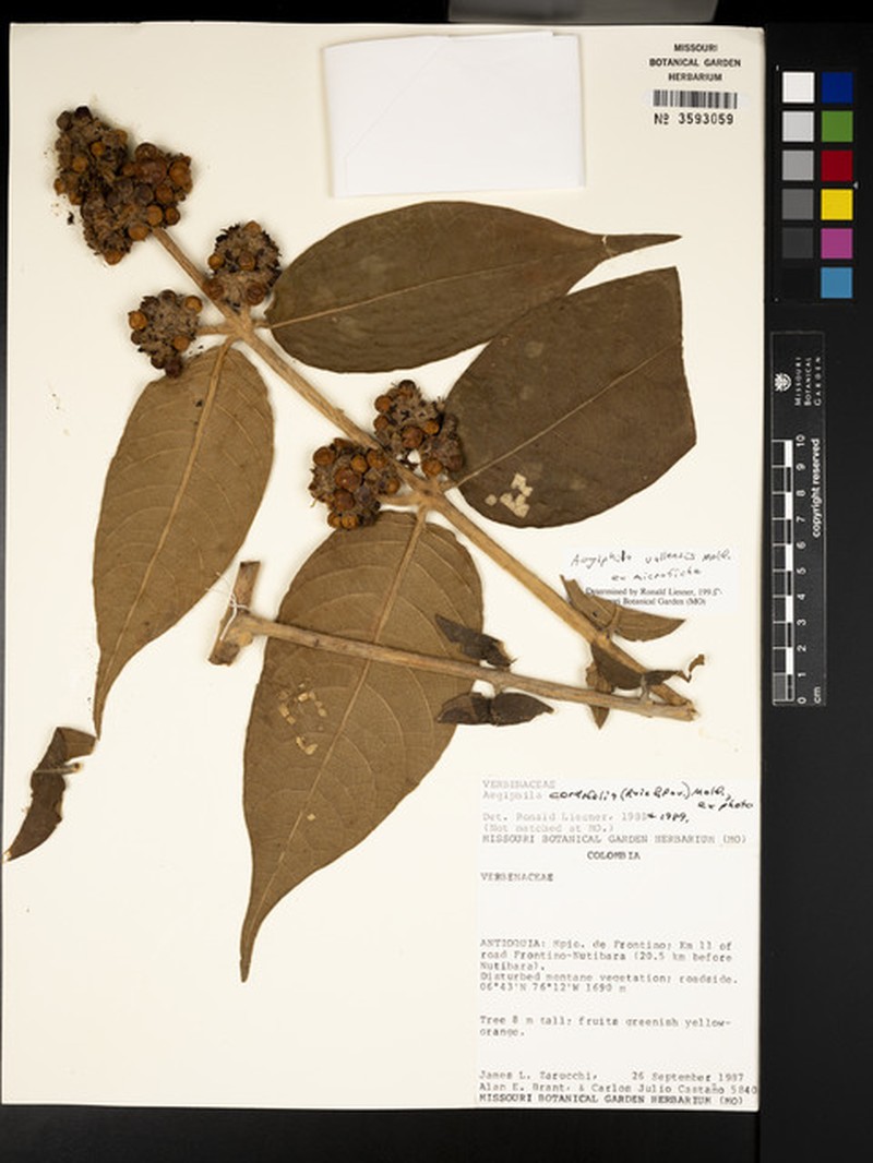 Aegiphila vallensis photo 7
