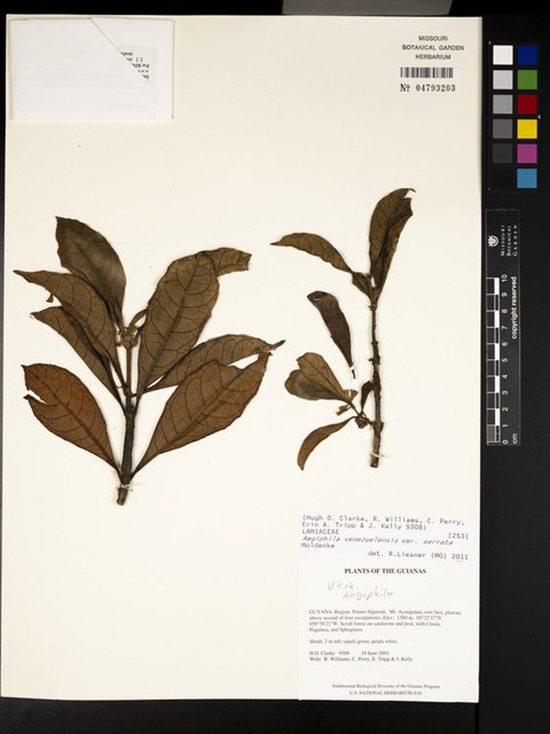 Aegiphila venezuelensis