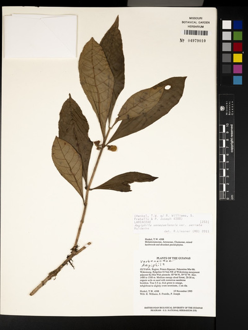 Aegiphila venezuelensis photo 2