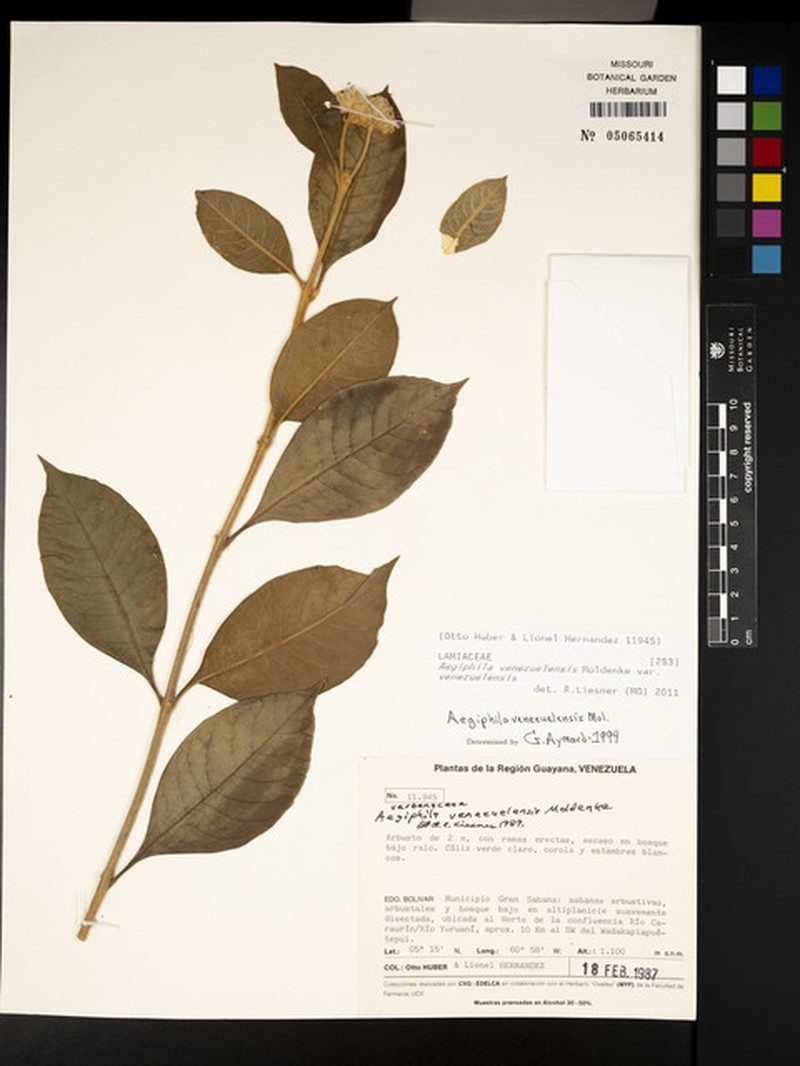 Aegiphila venezuelensis photo 3