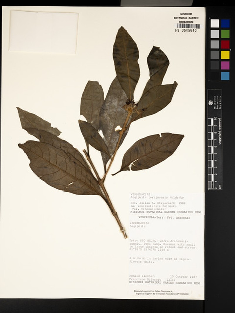 Aegiphila venezuelensis photo 4