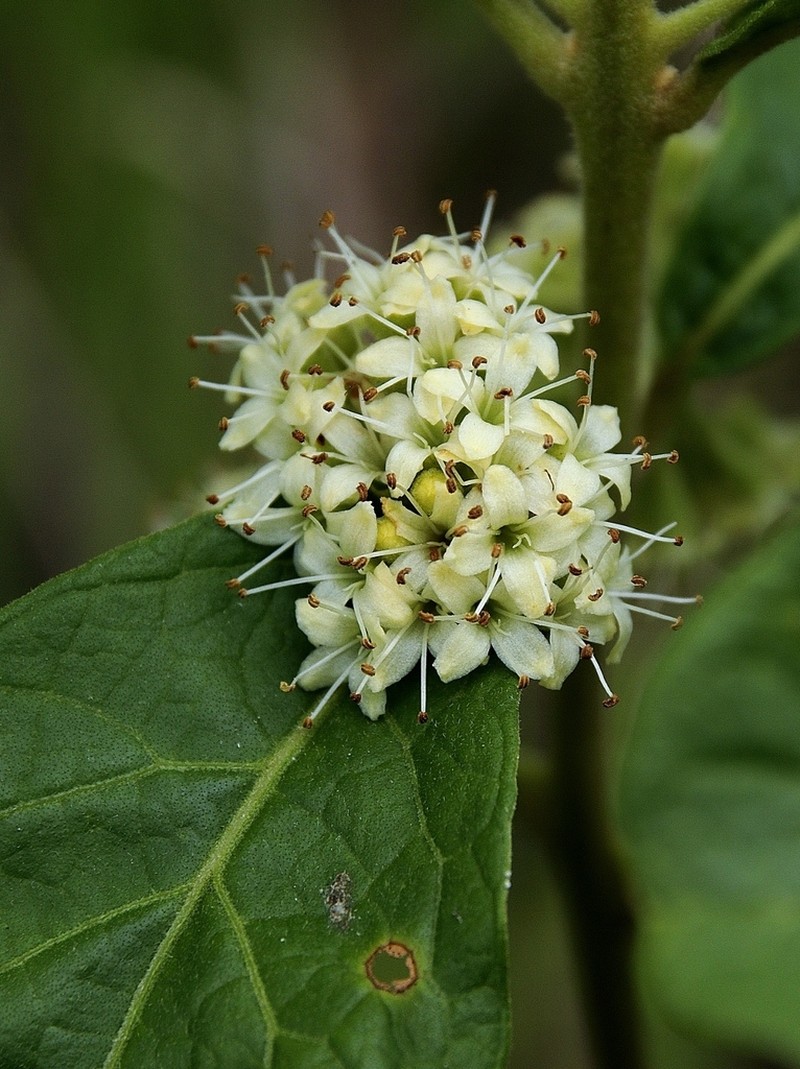 Aegiphila verticillata photo 2