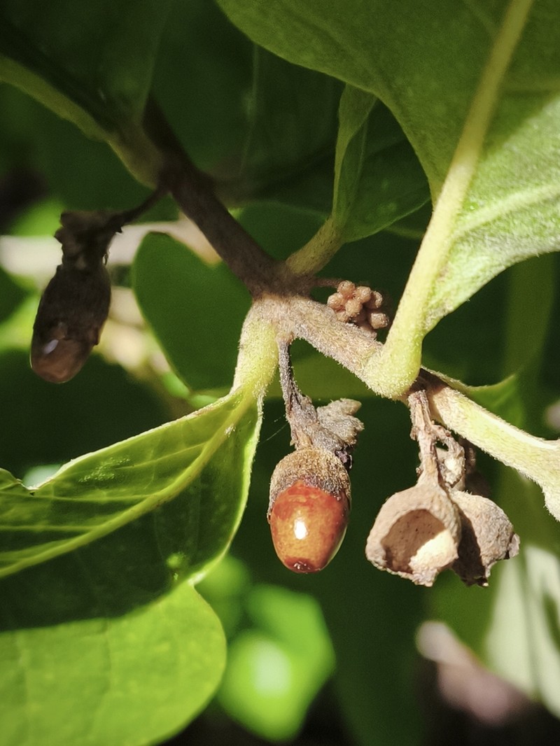 Aegiphila verticillata photo 3