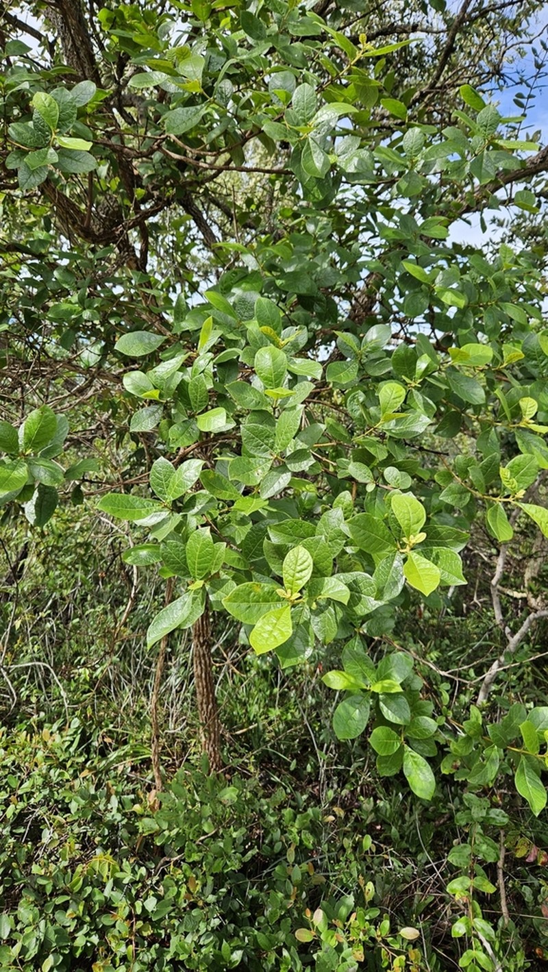 Aegiphila verticillata photo 4