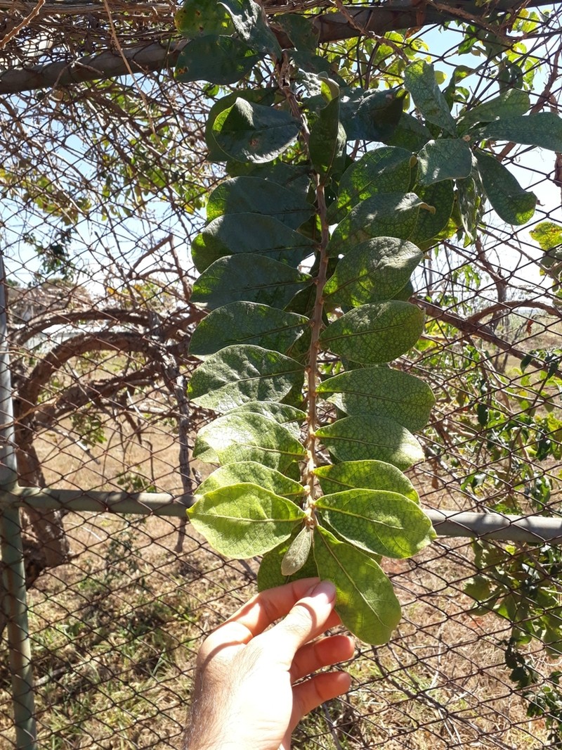Aegiphila verticillata photo 5