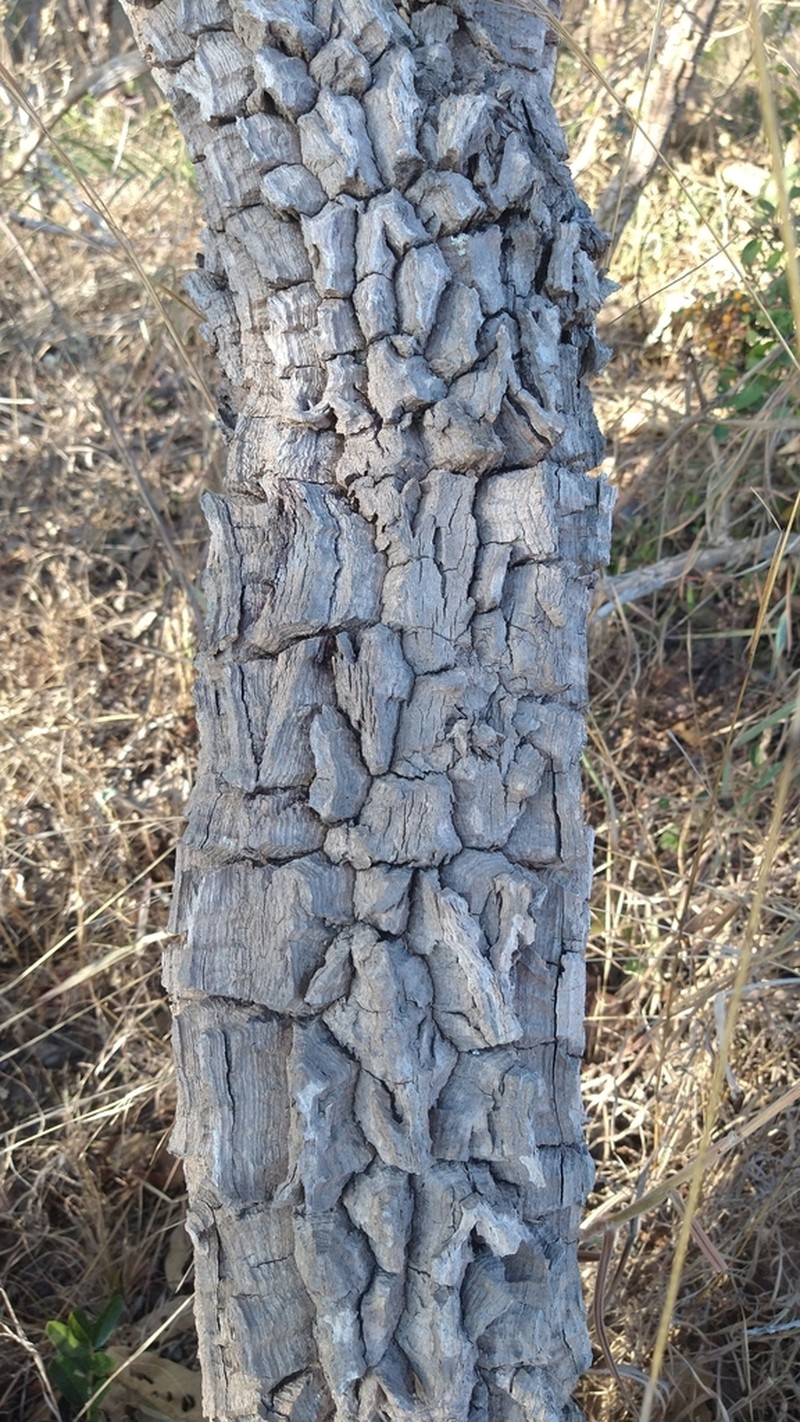 Aegiphila verticillata photo 6