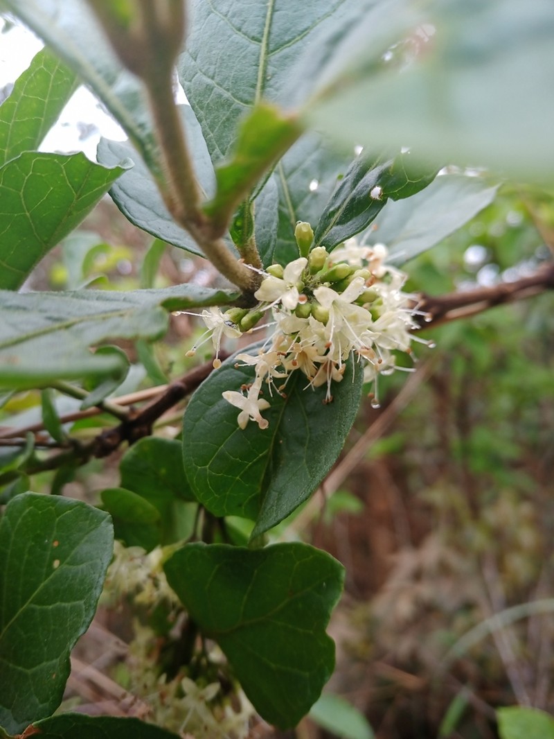 Aegiphila verticillata photo 7