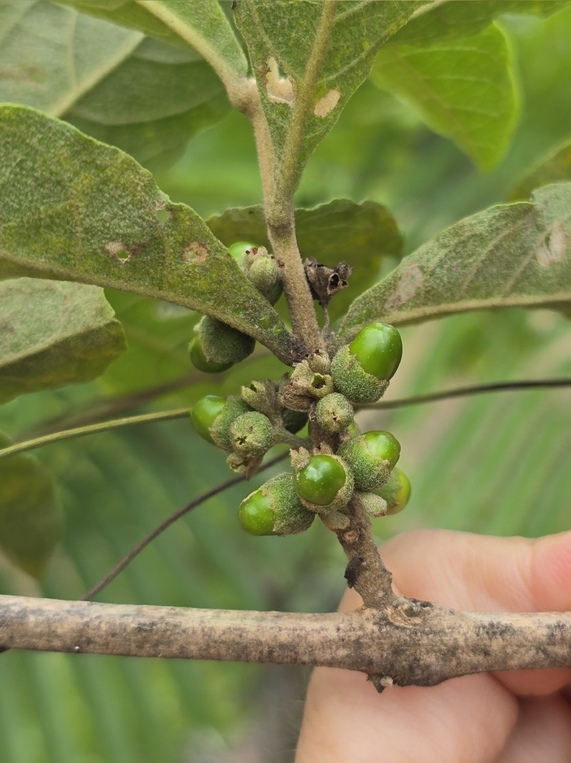 Aegiphila verticillata photo 8