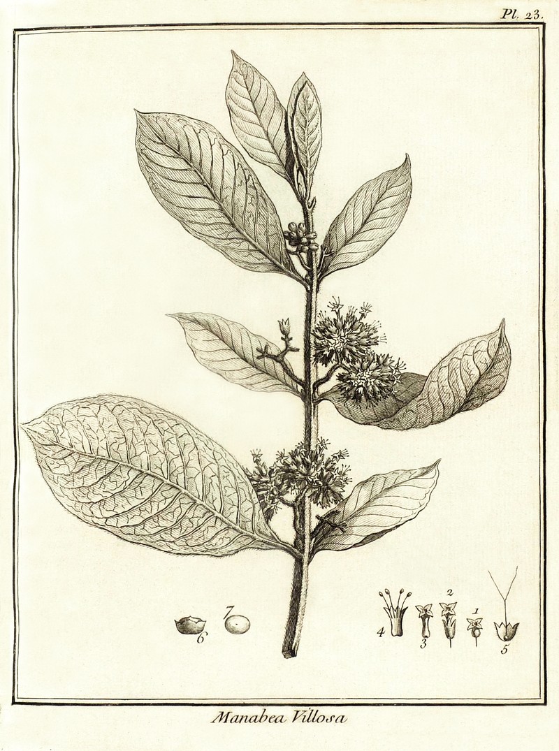 Aegiphila villosa