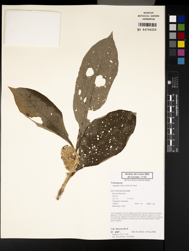 Aegiphila villosa photo 2