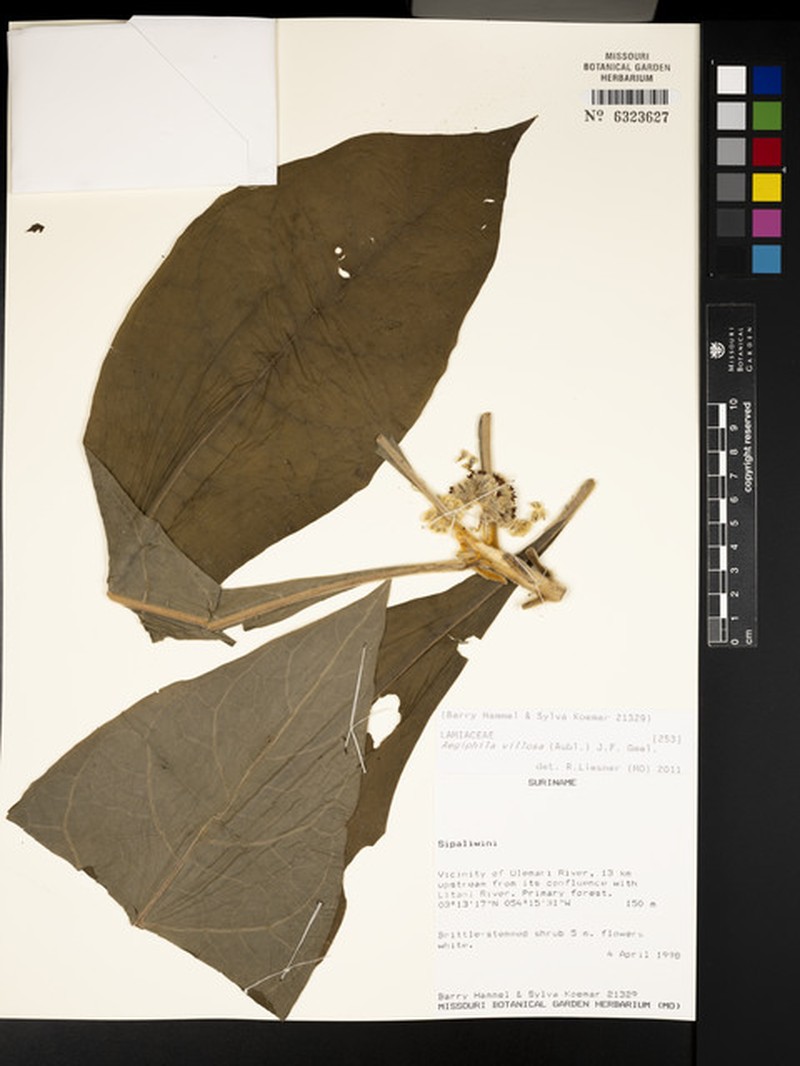Aegiphila villosa photo 3