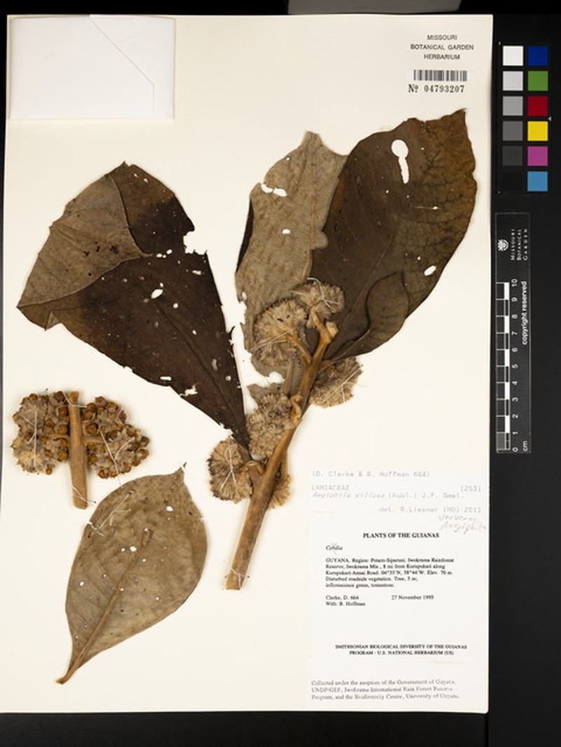 Aegiphila villosa photo 4