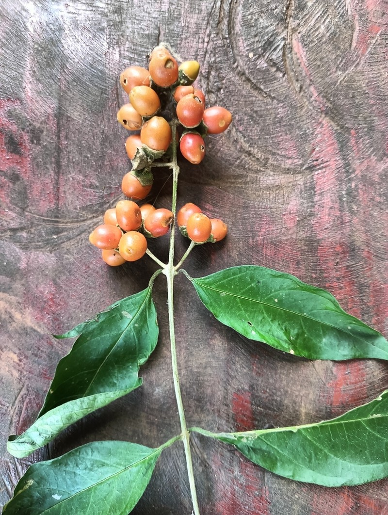 Aegiphila vitelliniflora photo 2