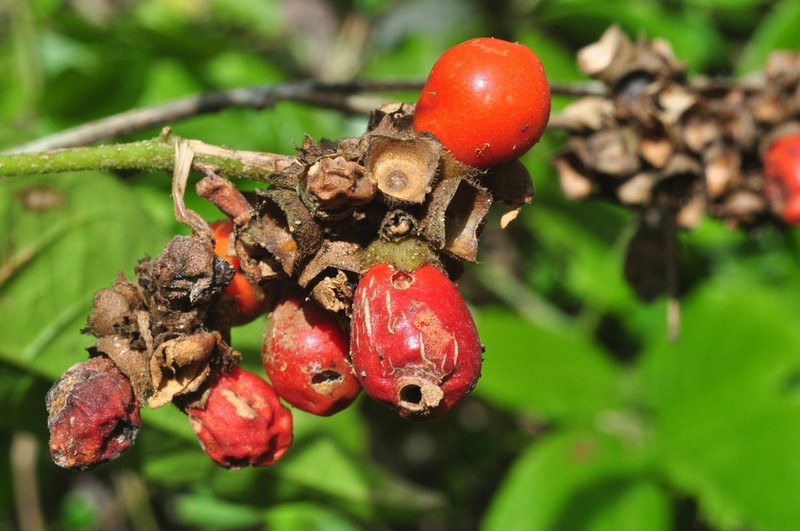 Aegiphila vitelliniflora photo 3