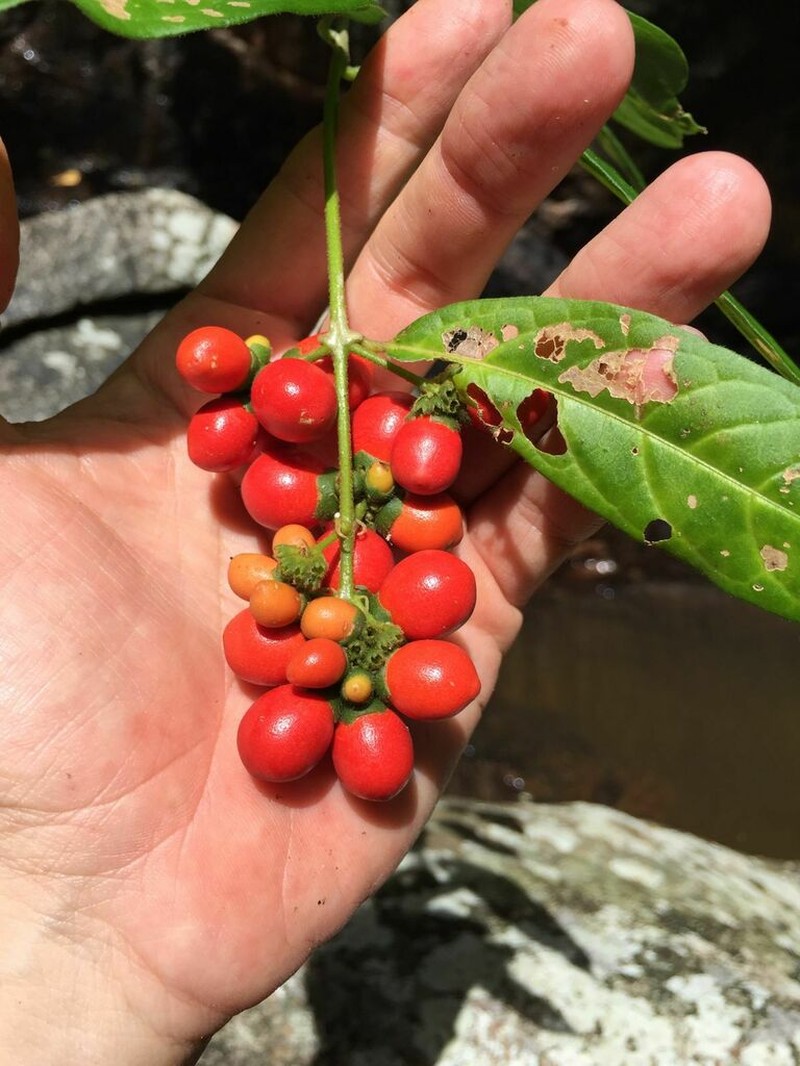 Aegiphila vitelliniflora photo 4
