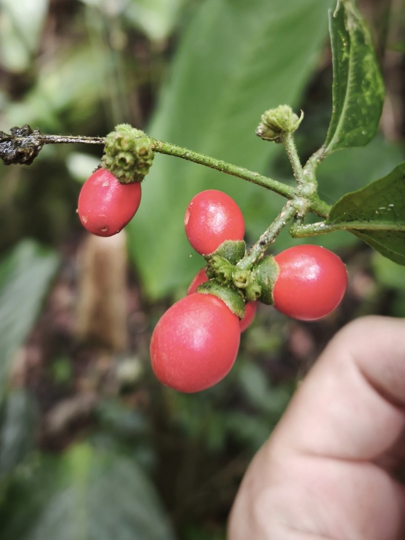 Aegiphila vitelliniflora photo 5