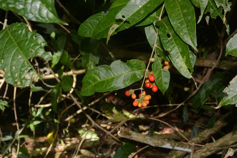 Aegiphila vitelliniflora photo 6