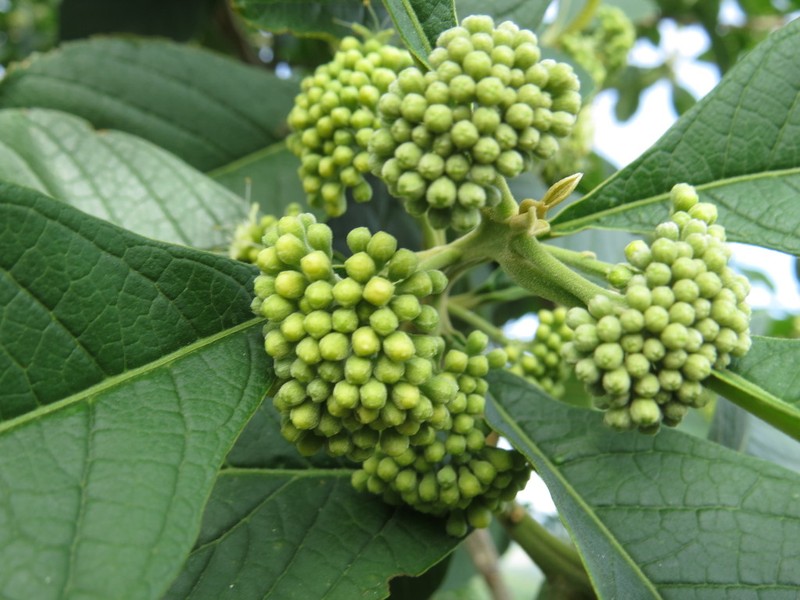 Aegiphila vitelliniflora photo 7