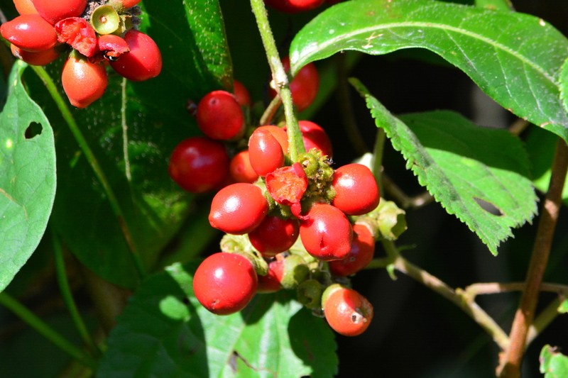 Aegiphila vitelliniflora photo 8