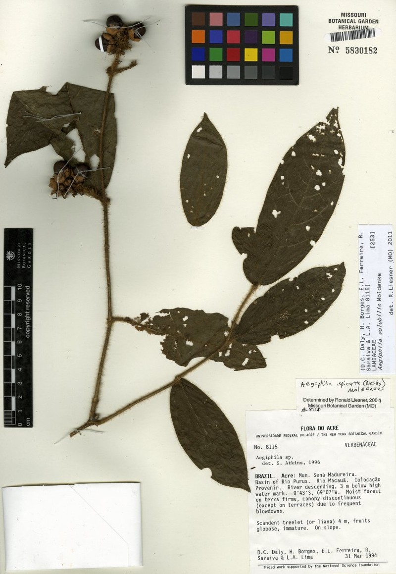 Aegiphila volubilis