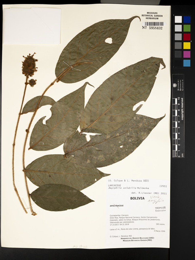 Aegiphila volubilis photo 2