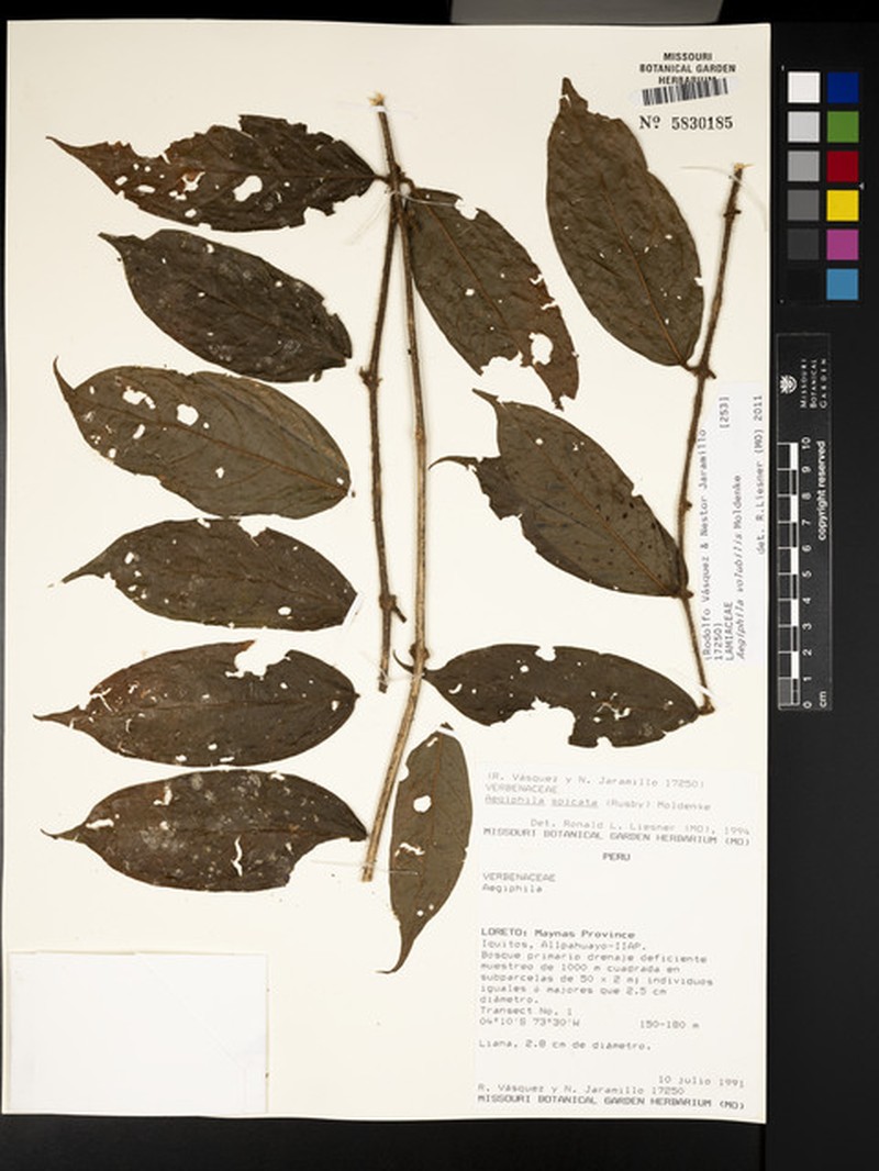 Aegiphila volubilis photo 3