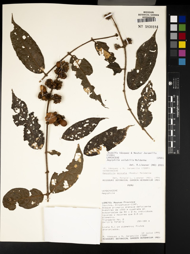 Aegiphila volubilis photo 4