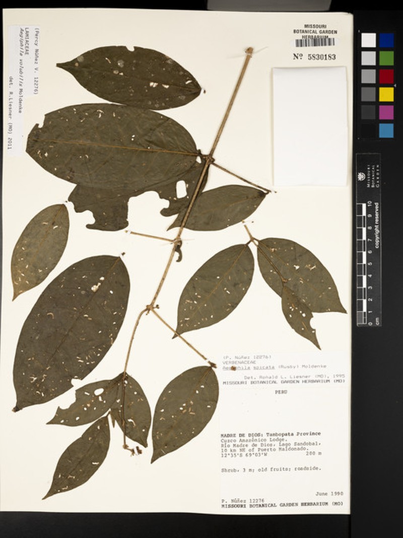 Aegiphila volubilis photo 5