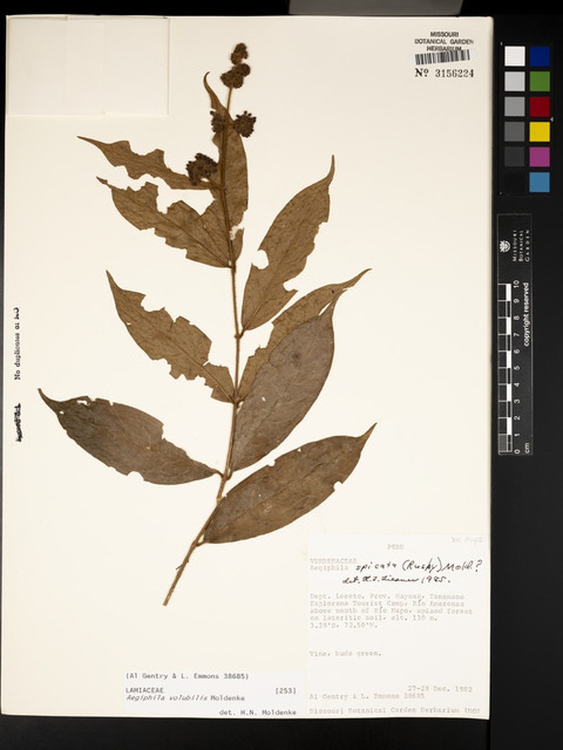 Aegiphila volubilis photo 6