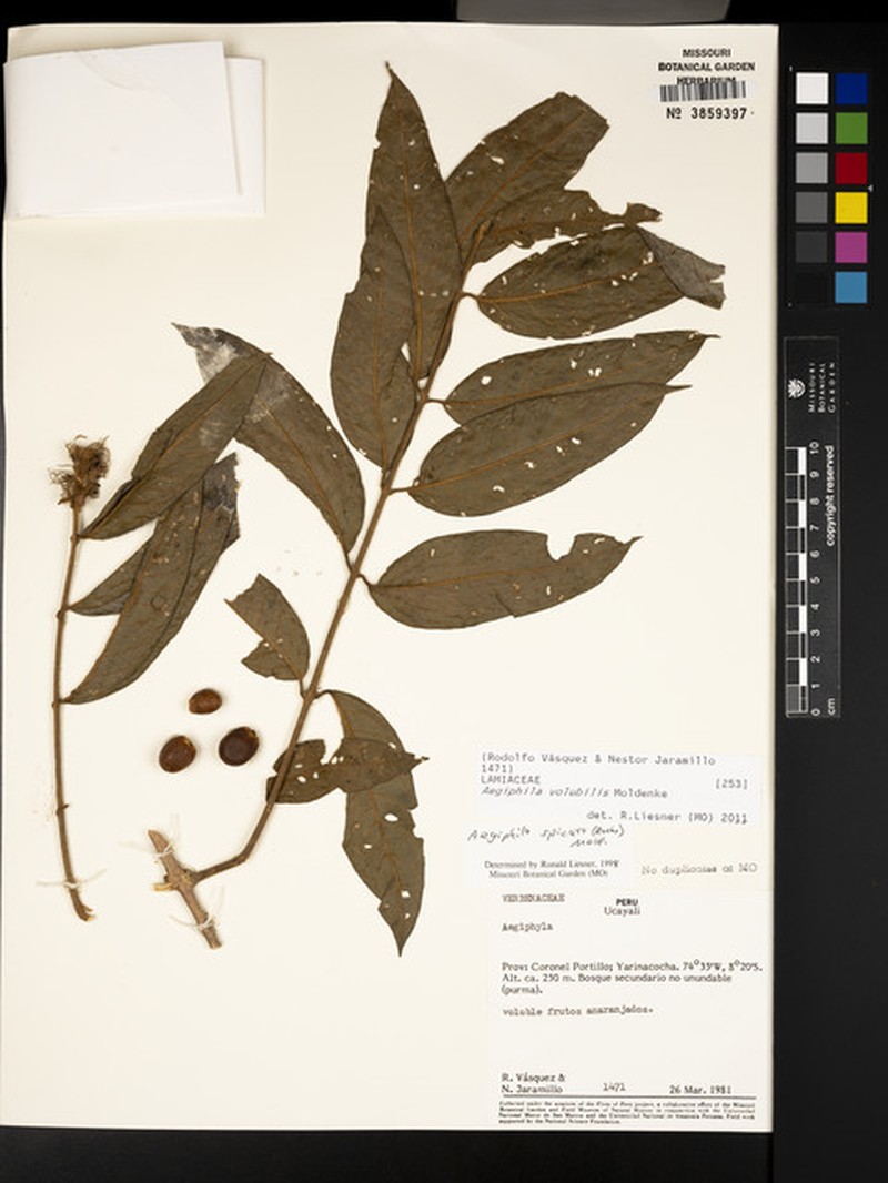 Aegiphila volubilis photo 7