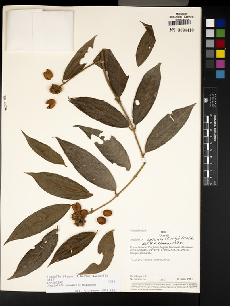 Aegiphila volubilis photo 8