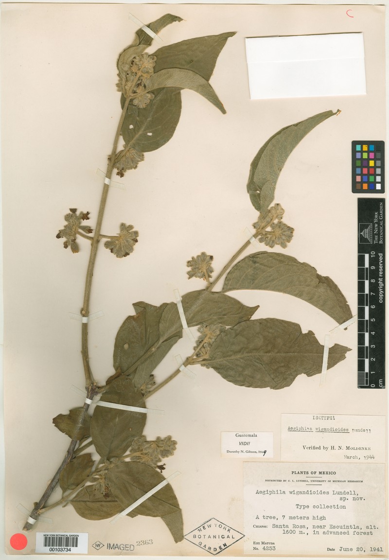 Aegiphila wigandioides
