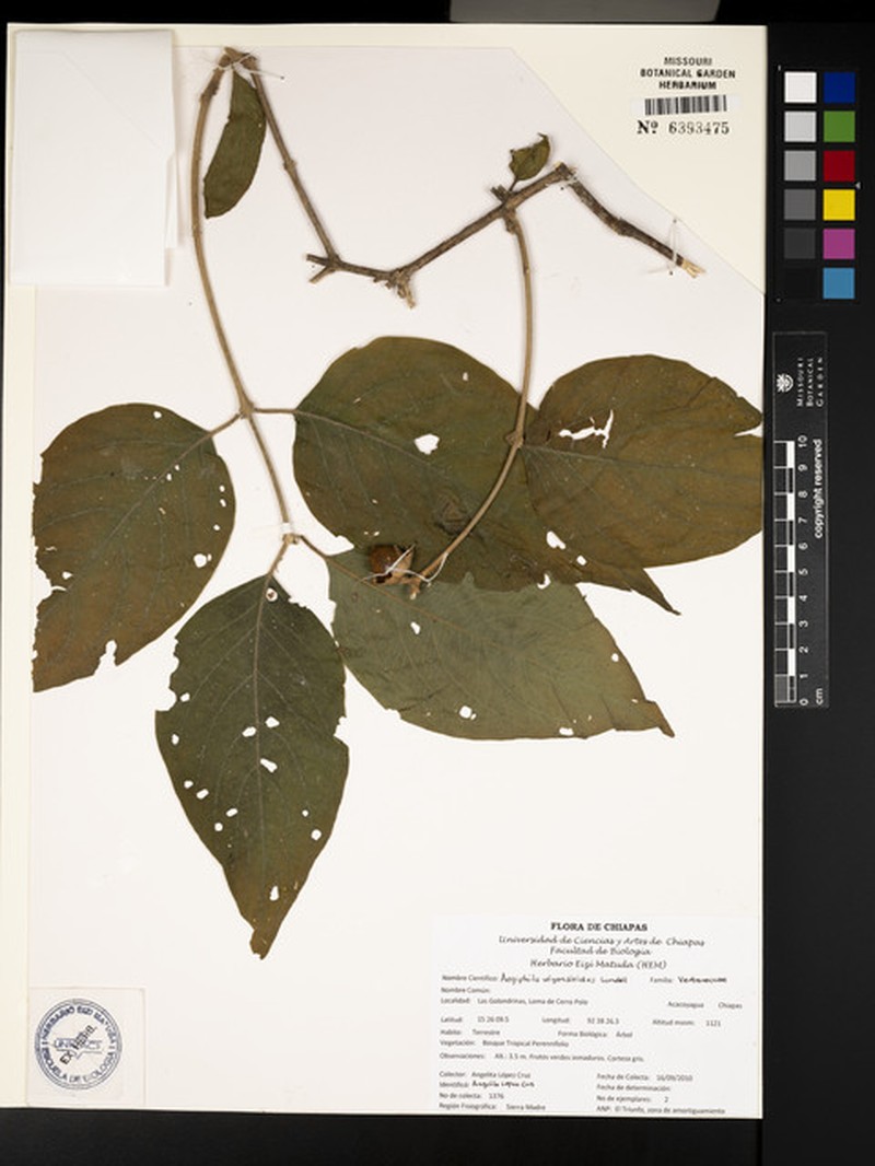Aegiphila wigandioides photo 2