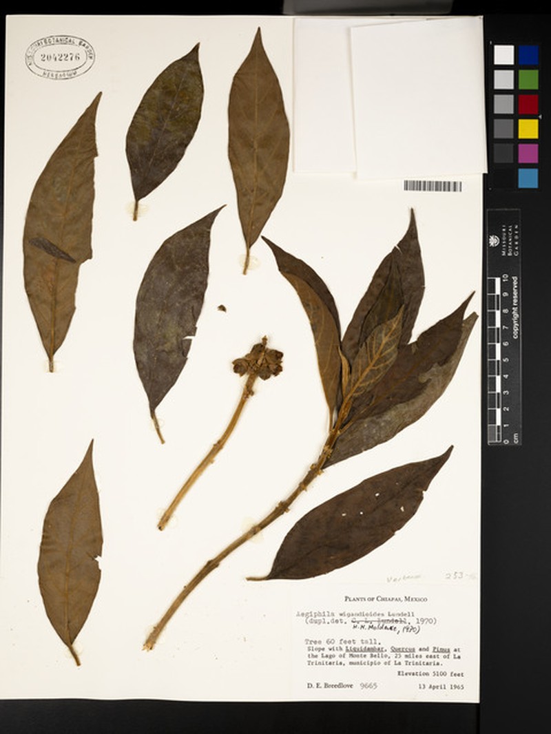 Aegiphila wigandioides photo 3