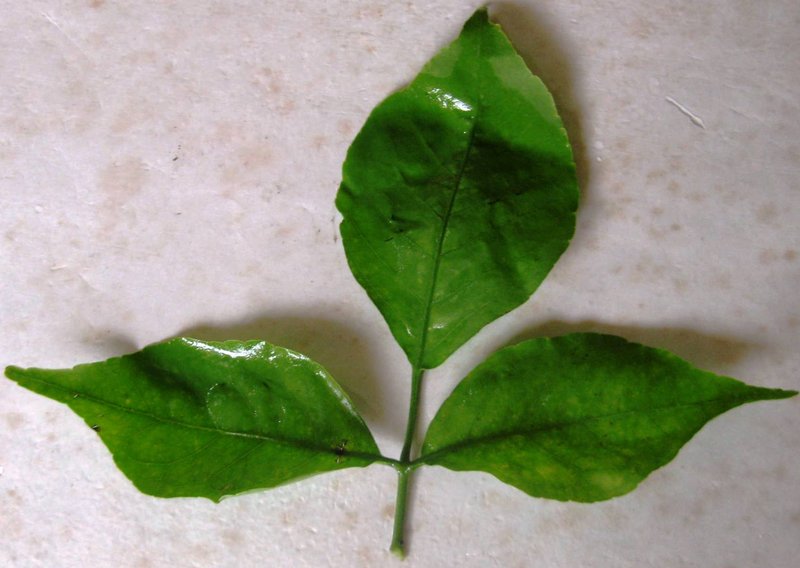 Indian Bael photo 2