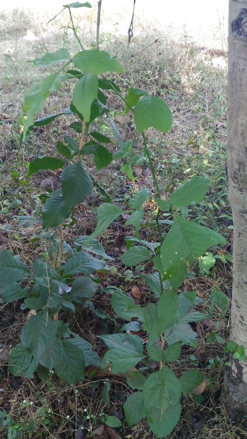 Indian Bael