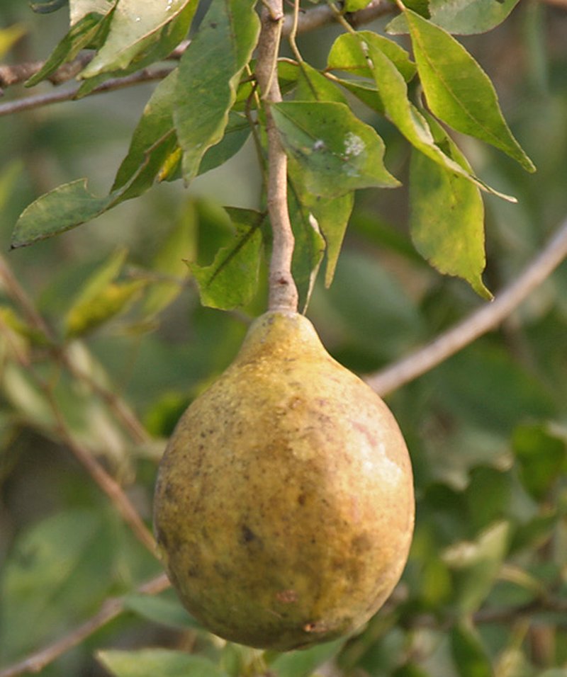Indian Bael photo 4