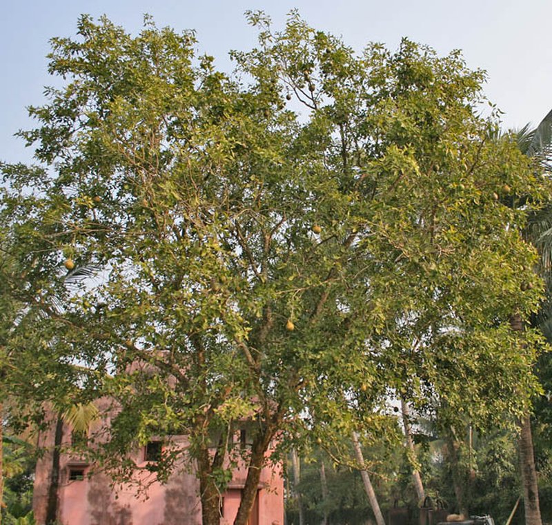 Indian Bael photo 5
