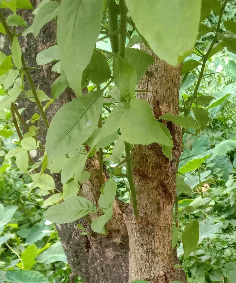 Indian Bael photo 7