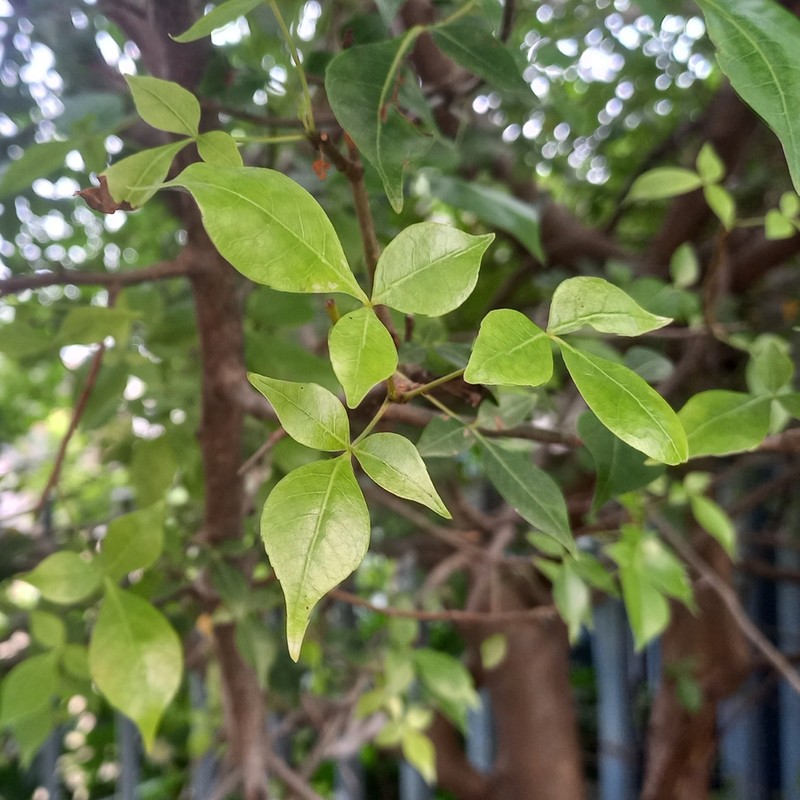 Indian Bael photo 8