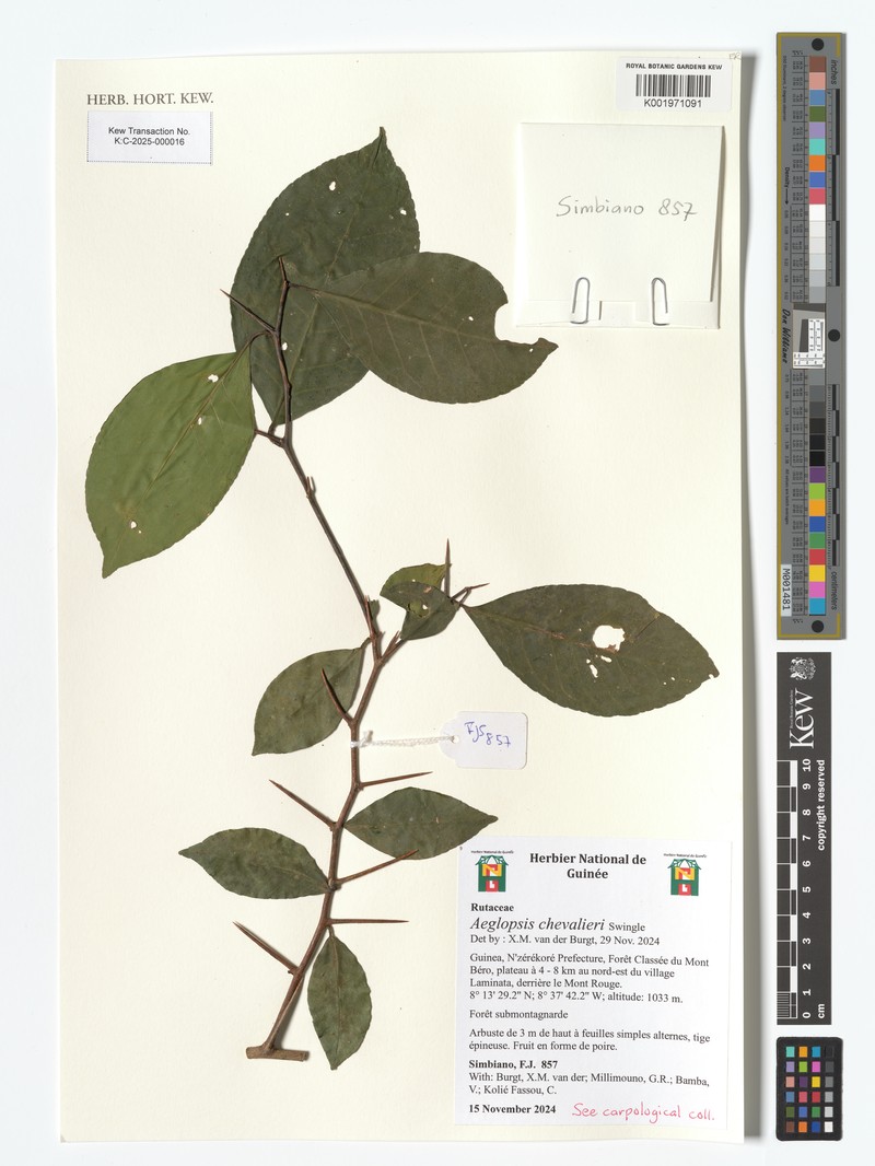 Aeglopsis chevalieri