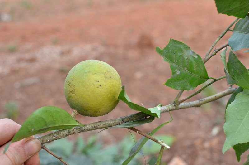 Aeglopsis chevalieri photo 2