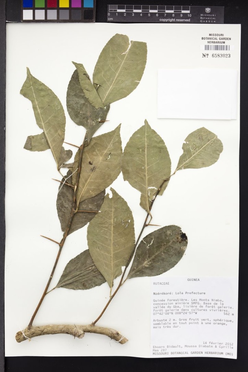 Aeglopsis chevalieri photo 3