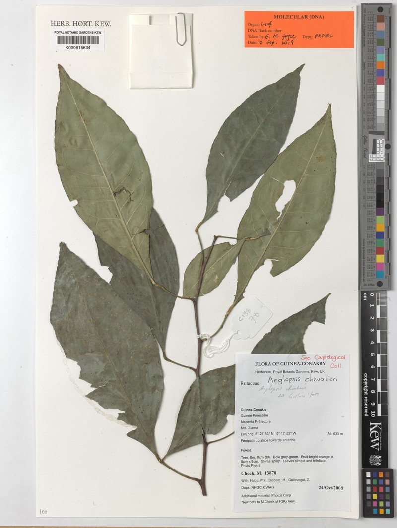 Aeglopsis chevalieri photo 4
