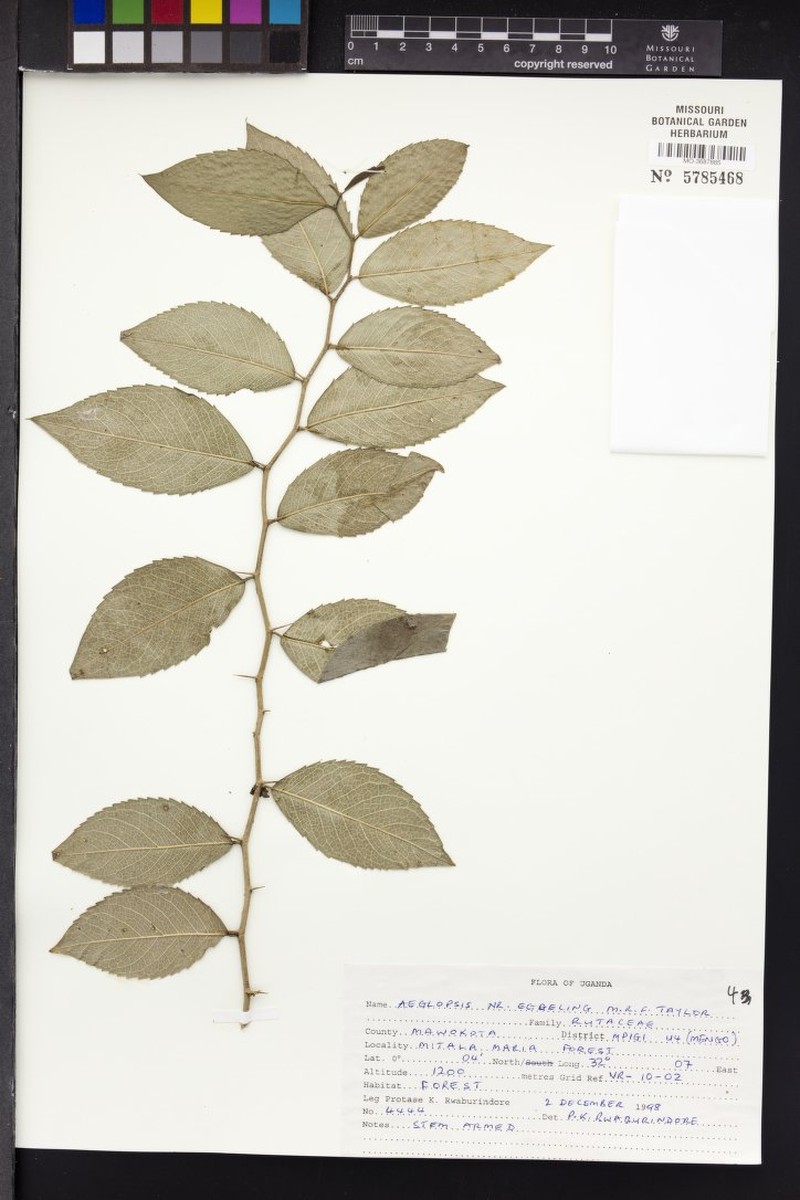 Aeglopsis eggelingii