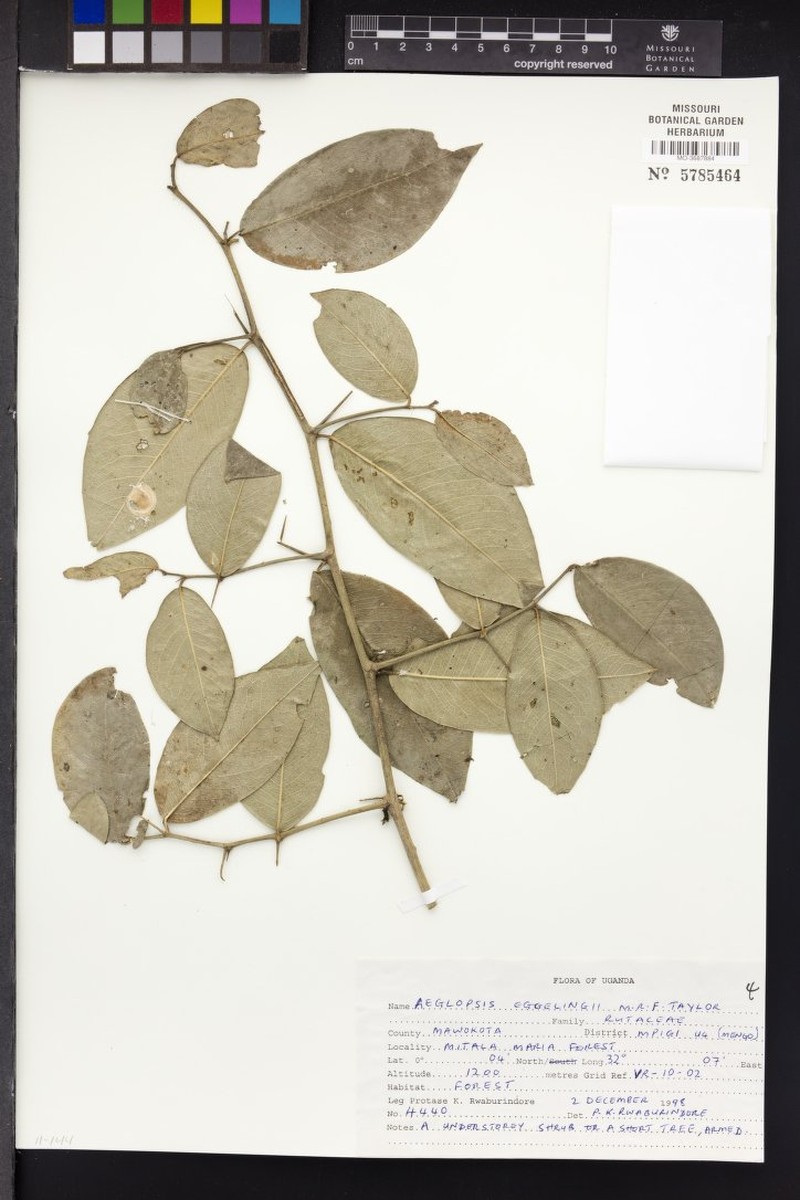Aeglopsis eggelingii photo 2