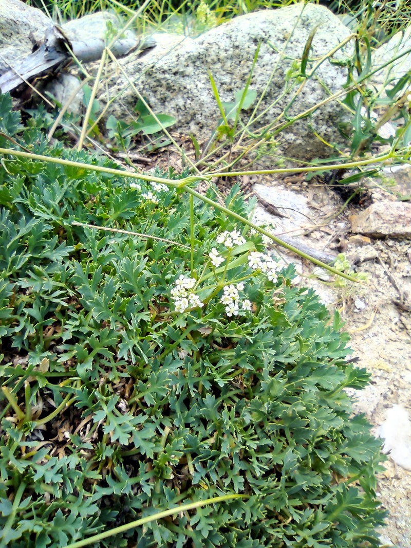 Aegokeras caespitosa