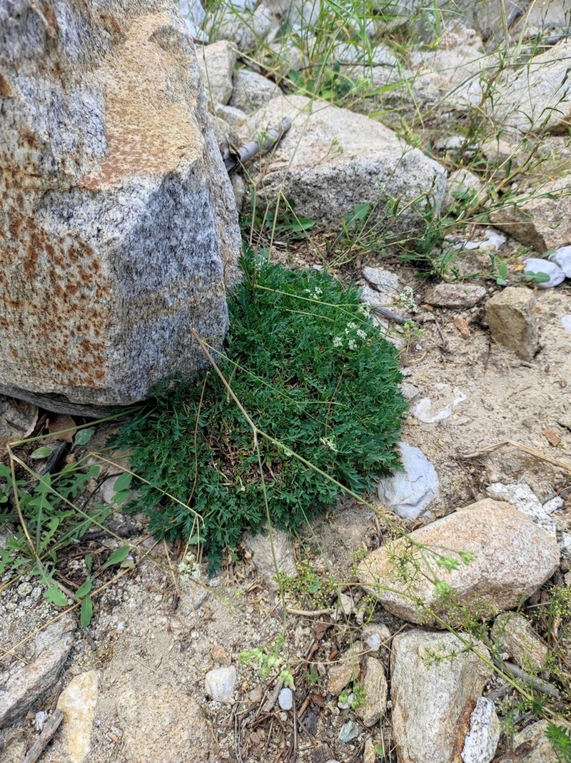 Aegokeras caespitosa photo 2