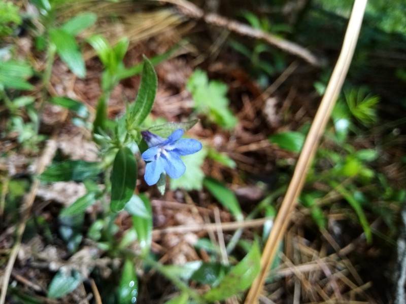 Aegonychon calabrum